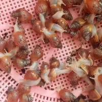 حلزون ریز درشت