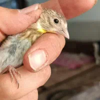 جوجه سهره قناری کال