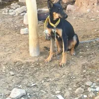 سگ بفروش میرسد