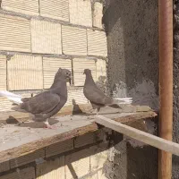 جفت سرکه ای دم سفید سو سرور|پرنده|اصفهان, مرداویج|دیوار