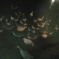 بهترین نژاد غاز محلی|حیوانات مزرعه|مشگین شهر, |دیوار