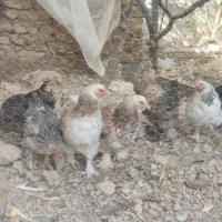 مرغ برهما|پرنده|مشهد, کلاکوب|دیوار