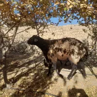 ۵عدد قوچ دودندان روزگاری درج یک