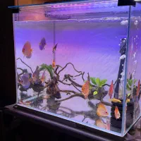 اکواریوم +۱۲دیسکس