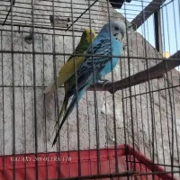 یک جفت مرغ عشق