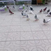 کبوتر