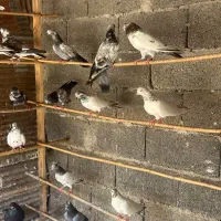 ۳۶ عدد کبوتر پرشی ب شرط چاقو