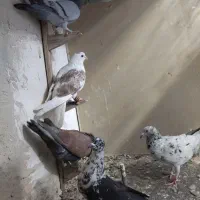 کفتر بوم|پرنده|مشهد, کوشش|دیوار