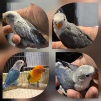 جوجه طوطی برزیلی رنگ خاص و جفت یووینگ و اپلاین