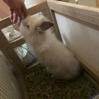 خرگوش لوپ دستی بامزه|موش و خرگوش|قزوین, |دیوار