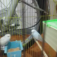 مرغ عشق