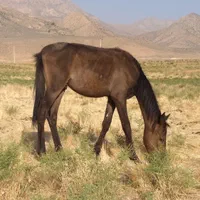 اسب|اسب و تجهیزات اسب‌سواری|شیراز, سرو|دیوار