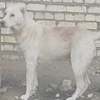 سگ نگهبان گله ای