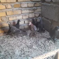 کبوتر