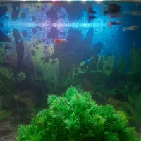 اکفاریم ماهی ها با 20عدد ماهی کپی. مولی .زبره|ماهی|ارومیه, |دیوار