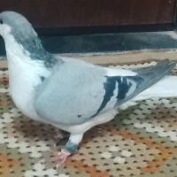 کبوتر|پرنده|شوشتر, |دیوار