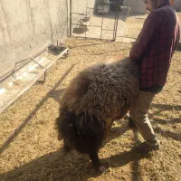 قوچ هترو|حیوانات مزرعه|ماهدشت, |دیوار