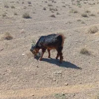 کهره بز میش بره