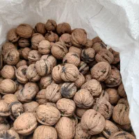 گردو تازه محلی