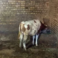 فروش یک راس گاو باردار همراه با گوساله یک نیم سالش