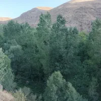 نیازمند اوستا نقاش