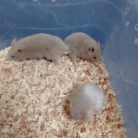 همستر|موش و خرگوش|قم, پردیسان|دیوار