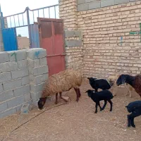 میش بره دار بره بز