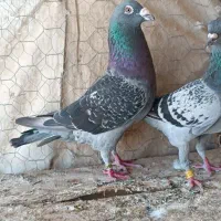 کبوتر مسافتی بلژیک