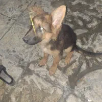 سگ ژرمن