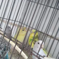پرنده مرغ عشق