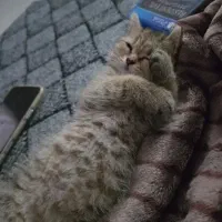 گربه