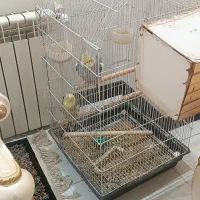 عروس هلندی نر و ماده