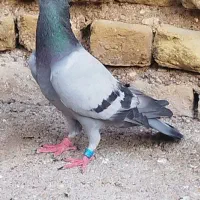با سلام