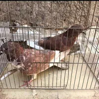 کبوتر سرخ|پرنده|اصفهان, گورت|دیوار