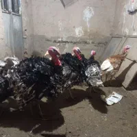 بوقلمون‌جوان|حیوانات مزرعه|بوئین زهرا, |دیوار