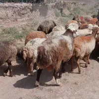 حیوان|حیوانات مزرعه|میان ولایت, |دیوار