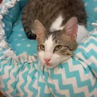 گربه|گربه|رشت, گلسار|دیوار