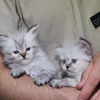 دوتاگربه میکس پرشین بریتیش