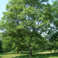 خرید انواع درخت و چوب