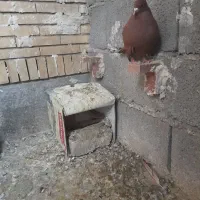 زرد گلی|پرنده|ماهان, |دیوار