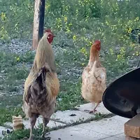 مرغ تخمگذار جوان