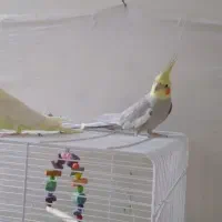 عروس هلندی مولد جفت ۲۰۰۰۰۰۰ تومن