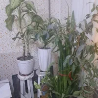 فروش گل آپارتمانی