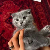 گربه گمشده ۲ماهه مژدگانی دریافت کنید|گربه|مشهد, بلال|دیوار