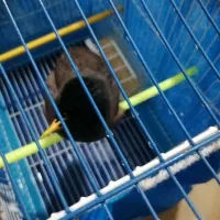 جوجه مینا 5ماهه|پرنده|شاهینشهر, شهرک ردانی پور|دیوار