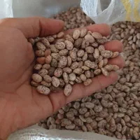 لوبیا چیتی ارگانیک زودپز