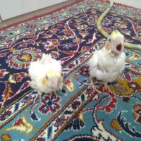 جوجه عروس سرلاکی