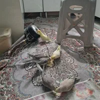 پرنده