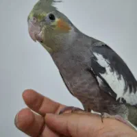 عروس هلندی