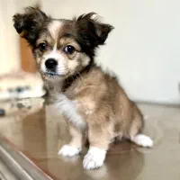 فروش توله سگ ماده شیتزو